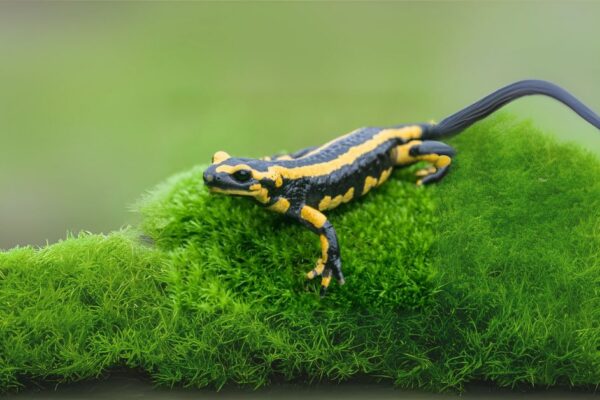 Salamander Spiritual Meaning