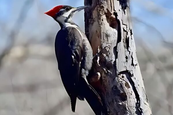 Pileated Woodpecker Spiritual Meaning