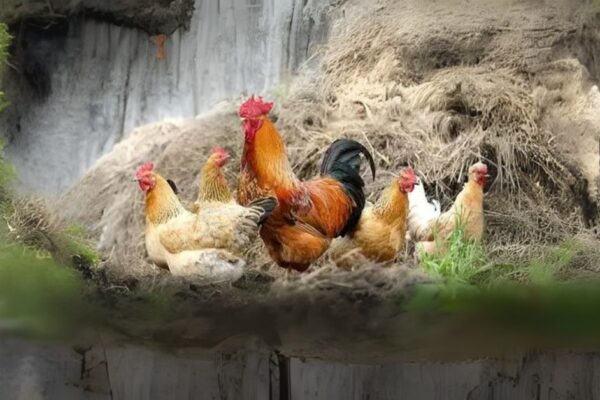 Chicken Spiritual Meaning