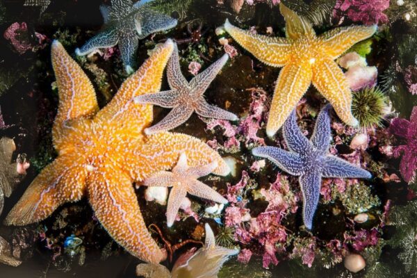 Starfish Spiritual Meaning