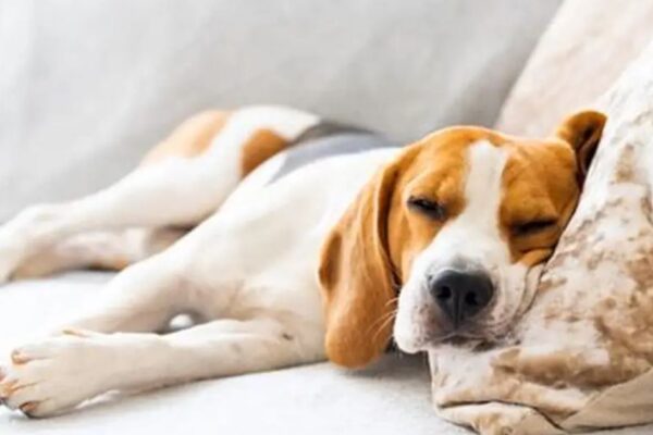 Dog Howling in Sleep Spiritual Meaning