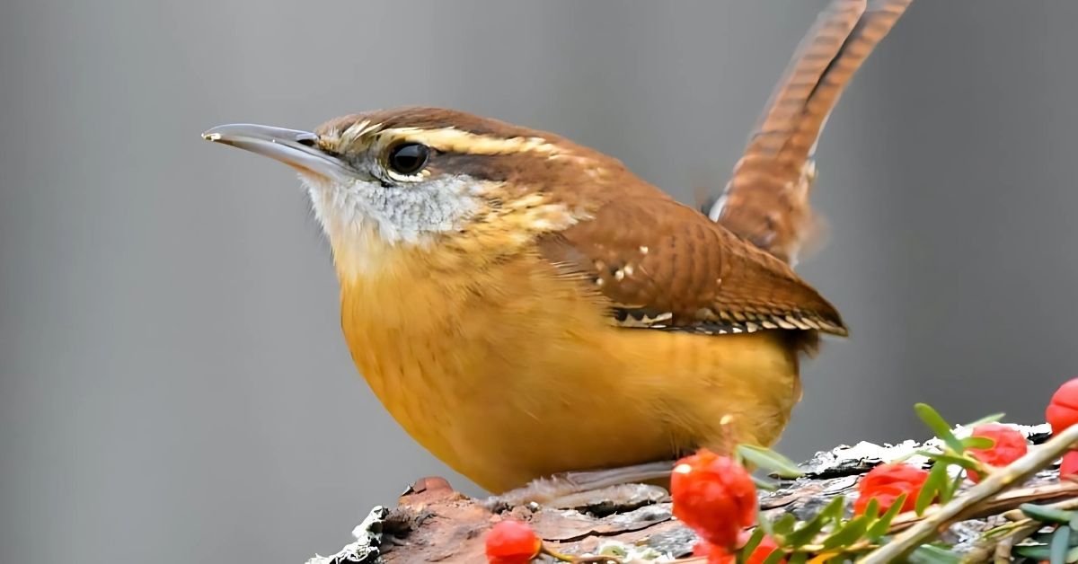 Messages from the Carolina Wren