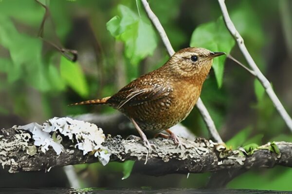 Carolina Wren Spiritual Meaning