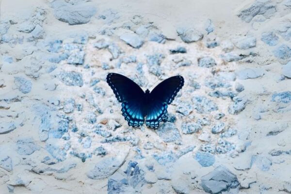 Blue Butterfly Spiritual Meaning: Unlocking Divine Messages