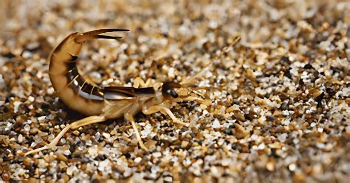 Are Earwigs a Spiritual Omen?