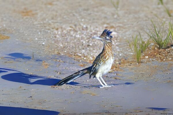 Road Runner Spiritual Meaning