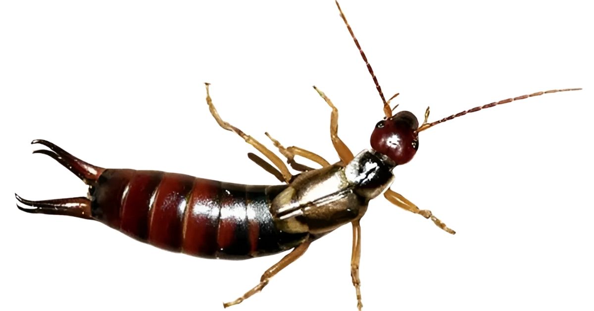 Earwig Symbolism in Transformation