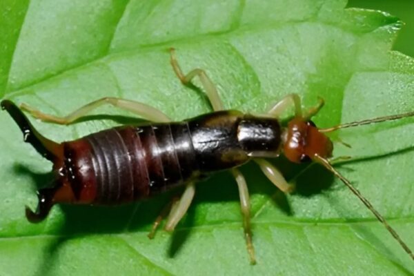 Earwig Spiritual Meaning