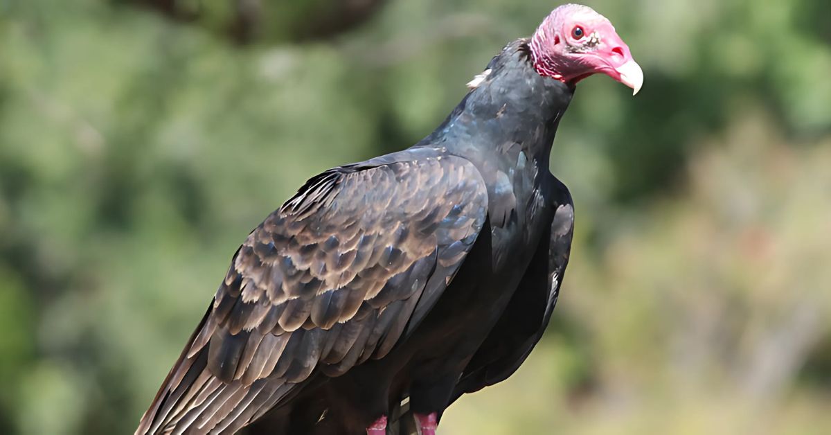 Vultures and Life Cycles