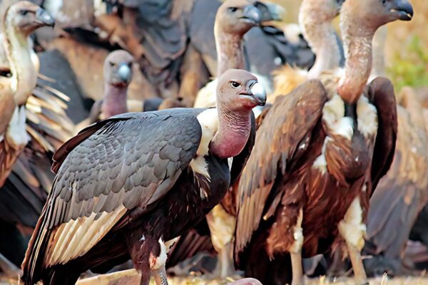 Sacred Vultures: Unveiling Their Deep Spiritual Message