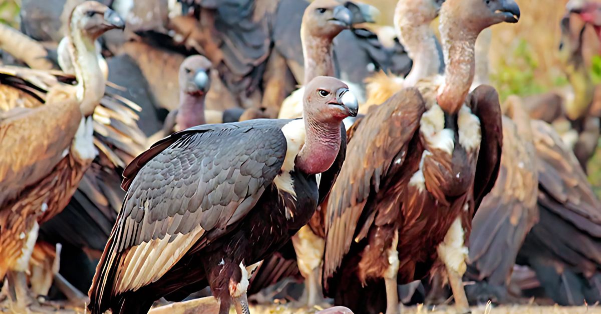 Sacred Vultures: Unveiling Their Deep Spiritual Message