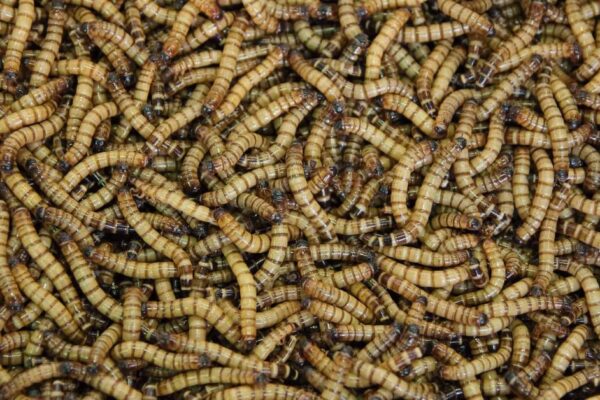 Spiritual Meaning of Maggots