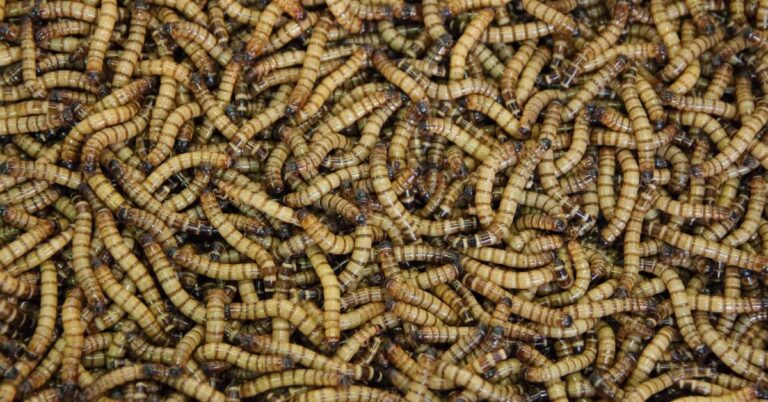 Spiritual Meaning of Maggots