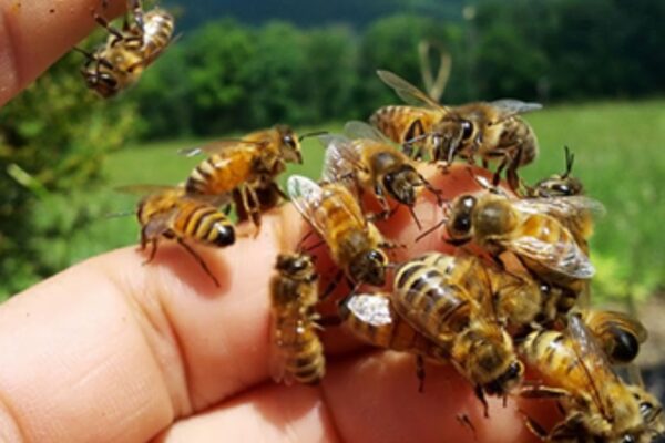 Bee Landed On Me Spiritual Meaning