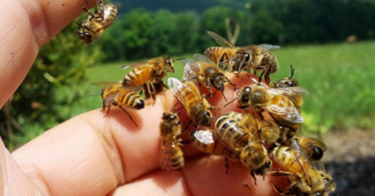 Bee Landed On Me Spiritual Meaning