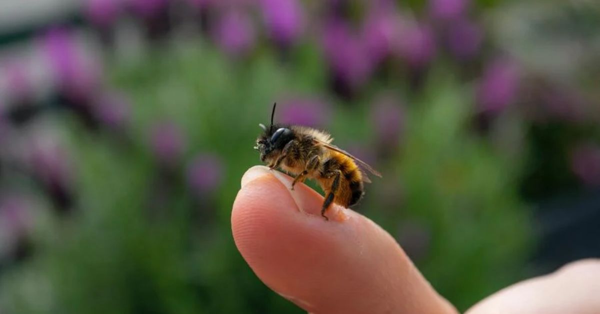 How Bees Inspire Focus and Productivity
