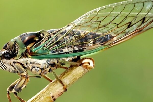 Cicadas Spiritual Meaning