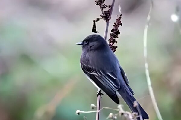 Black Phoebe Spiritual Meaning