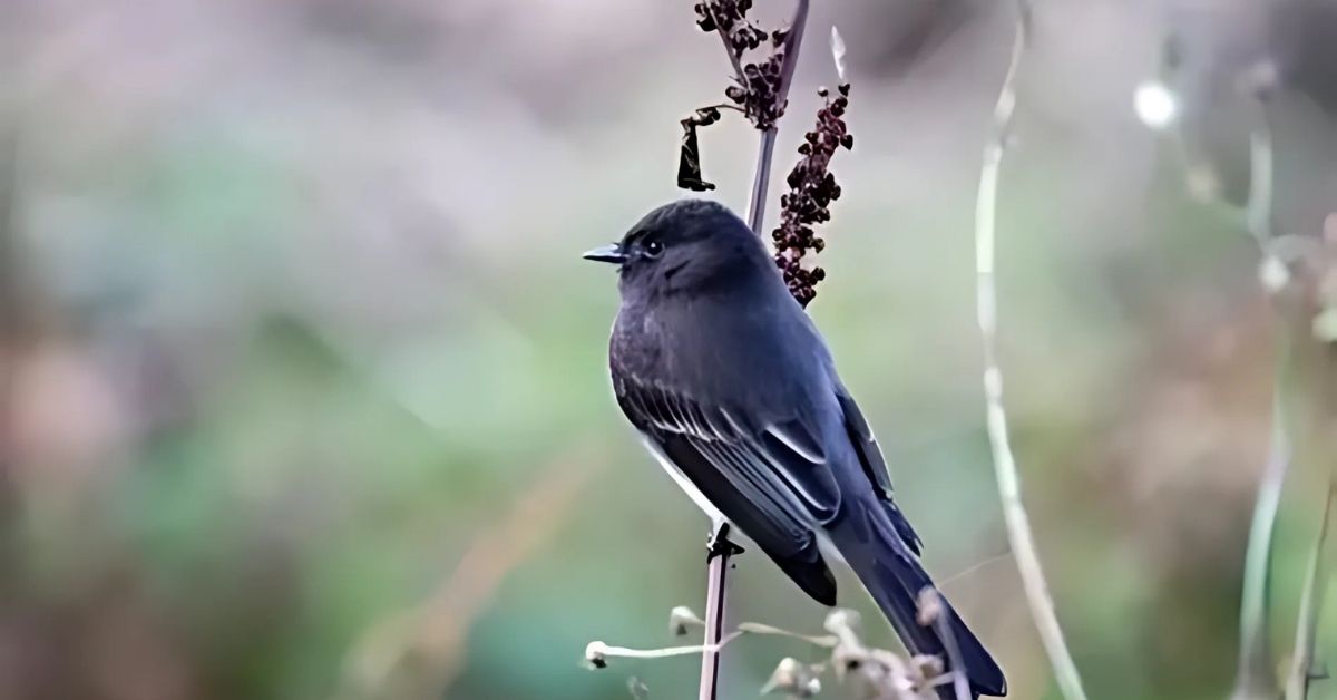 Black Phoebe Spiritual Meaning