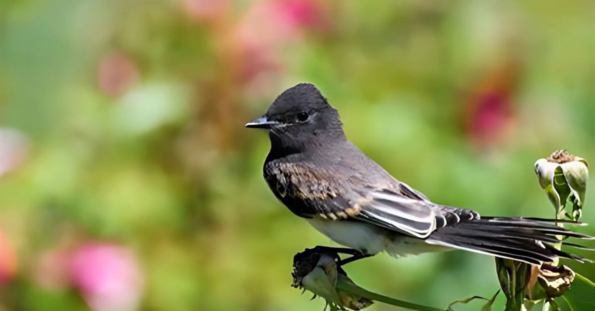 Black Phoebe Symbolism in Spirituality
