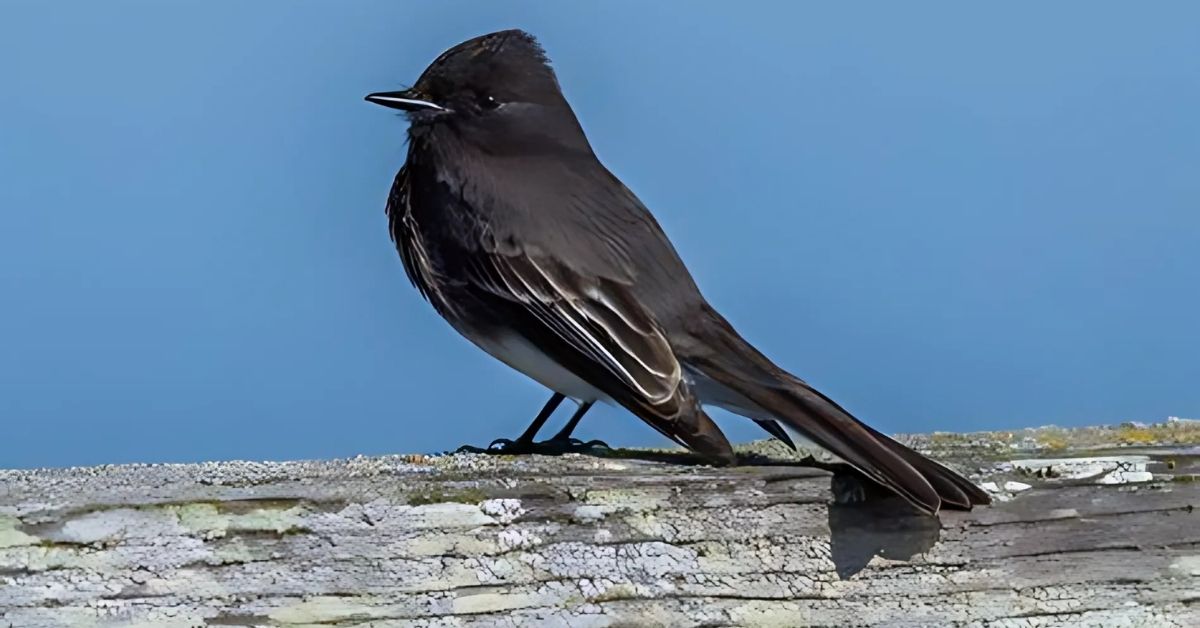 Black Phoebe and Connection to the Spirit World