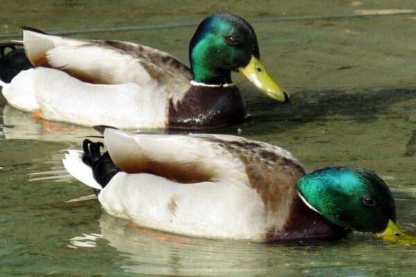 The Spiritual Meaning of 2 Ducks