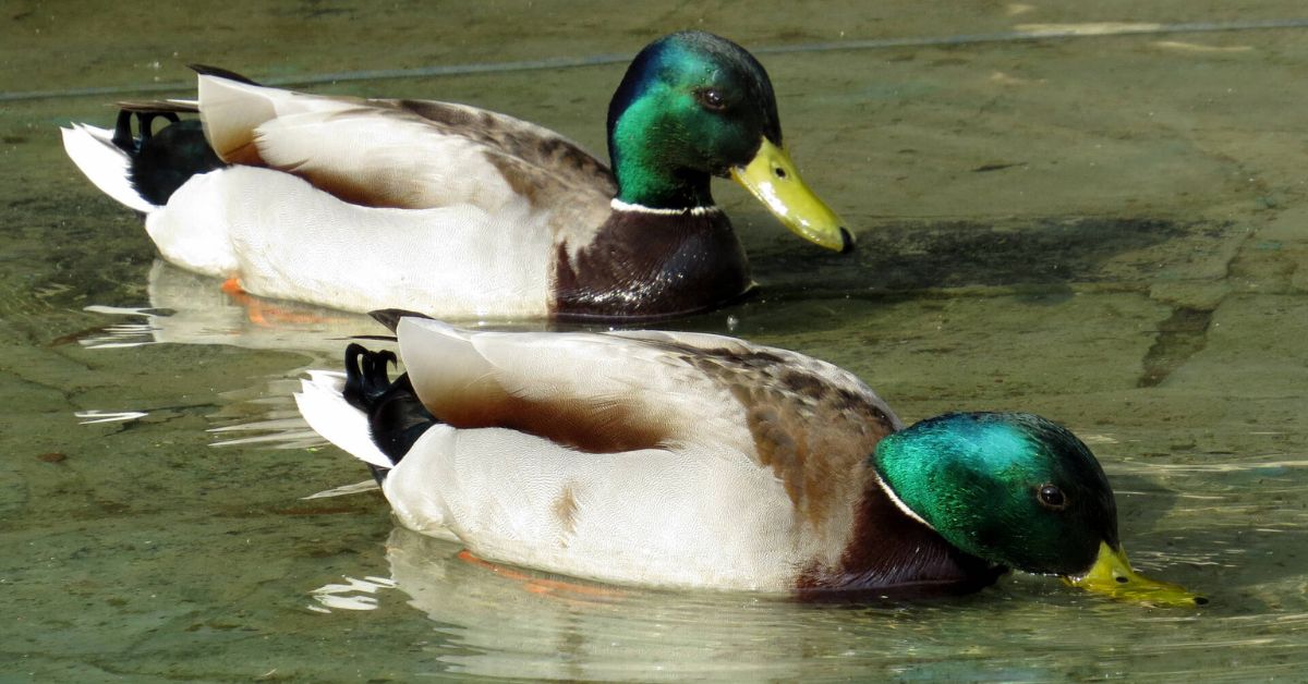 The Spiritual Meaning of 2 Ducks
