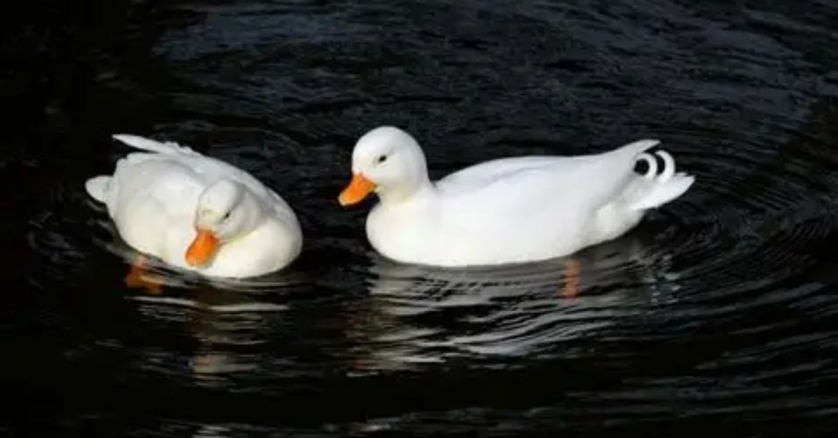 Symbolism of Two Ducks in Spirituality