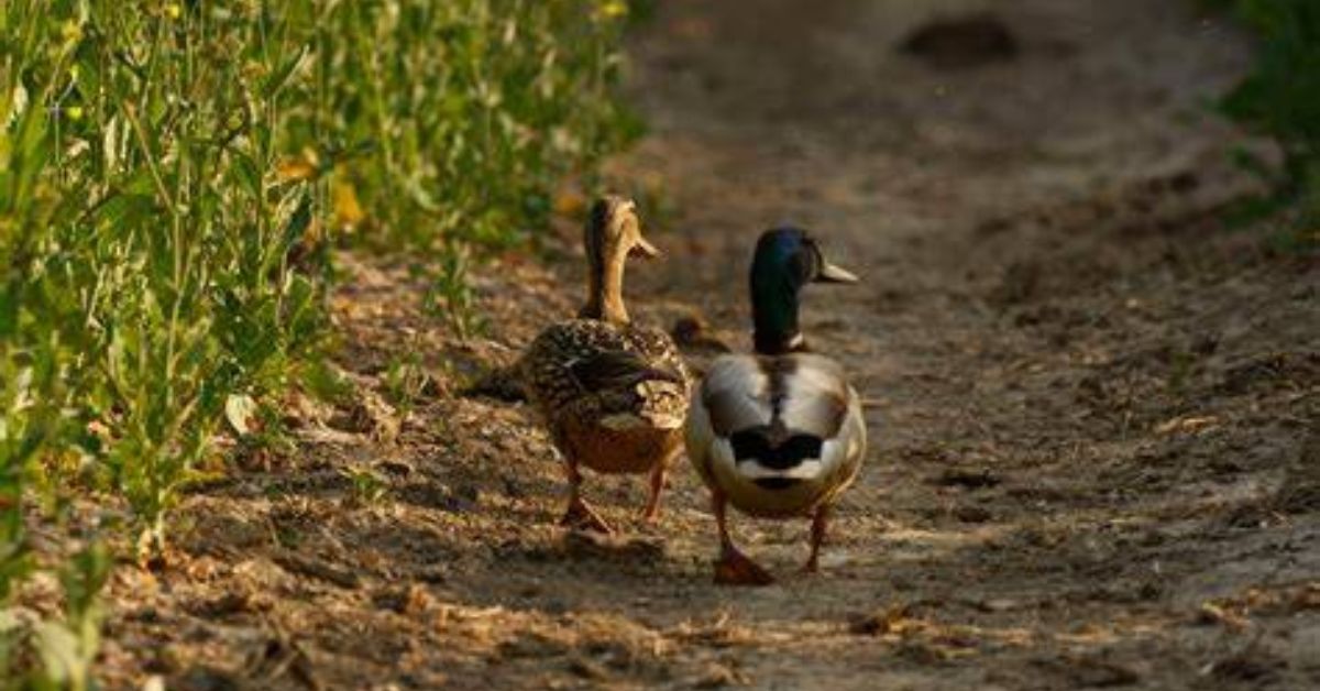Emotional Healing Through the Symbol of Two Ducks