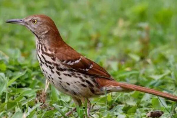 Brown Thrasher Spiritual Meaning