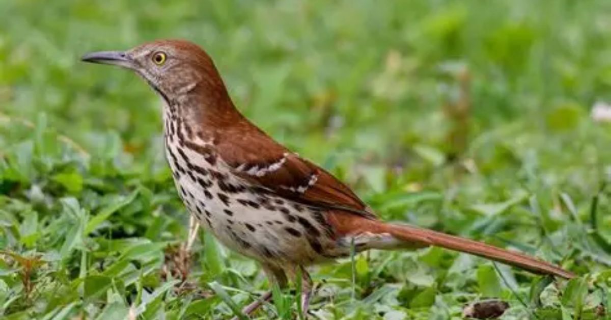 Brown Thrasher Spiritual Meaning