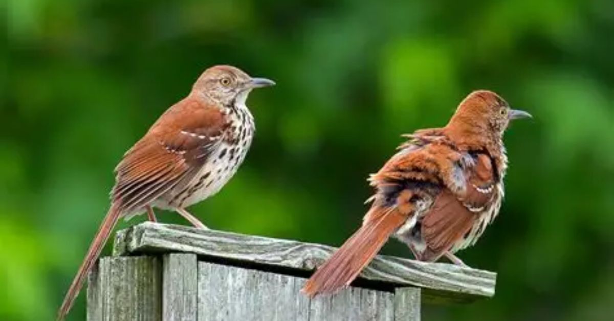 Brown Thrasher as a Spirit Animal