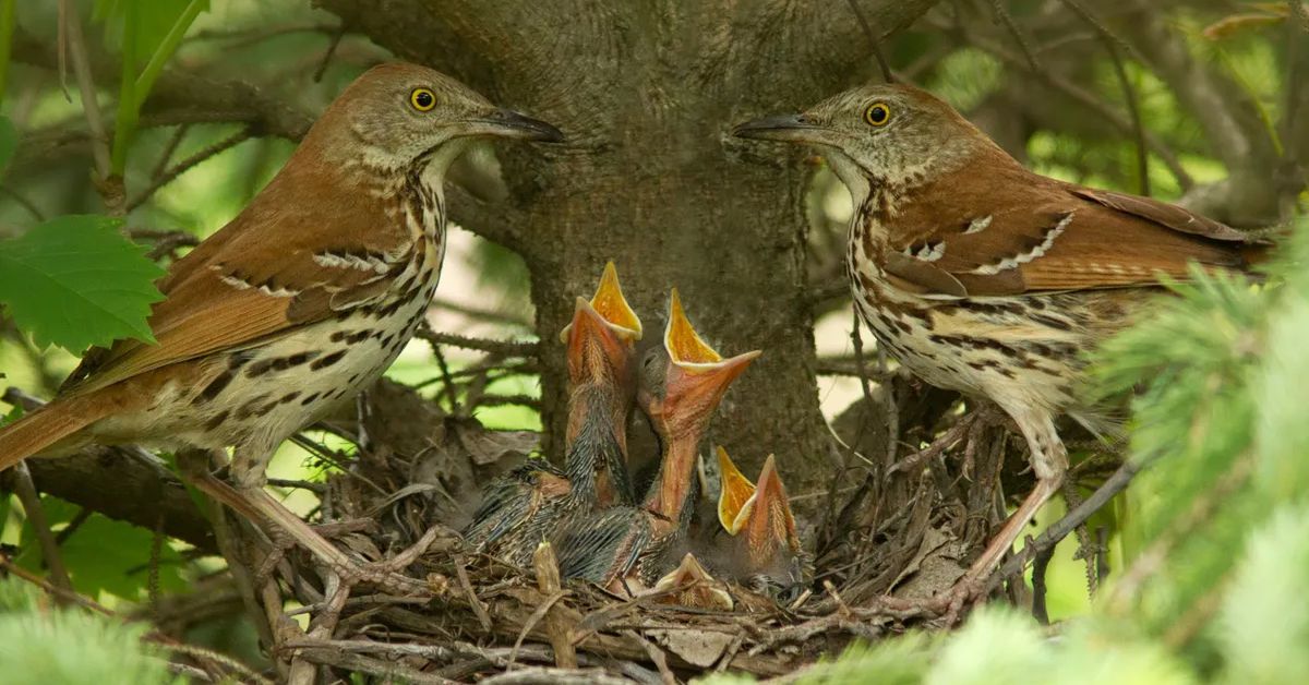 Brown Thrasher as a Guide for Change