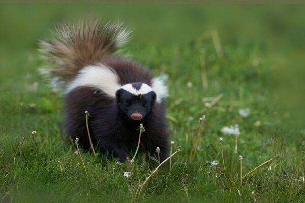 Spiritual Meaning of Skunk