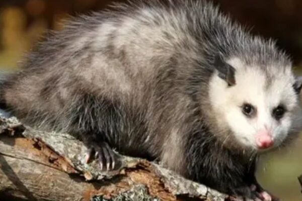 Possum Spiritual Meaning