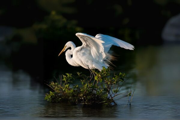 White Heron Spiritual Meaning