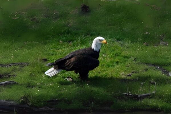 Seeing an Eagle Spiritual Meaning