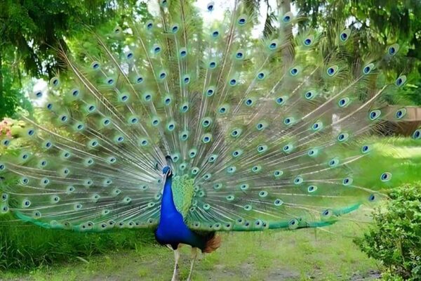 Peacock Spiritual Meaning