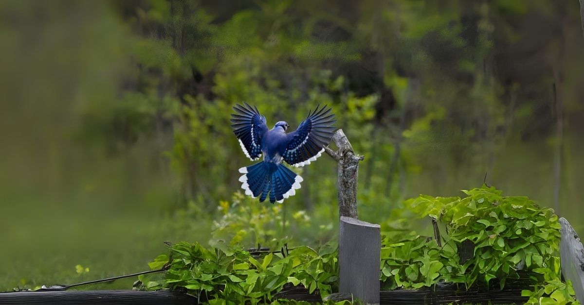 Blue Jay as a Spiritual Messenger