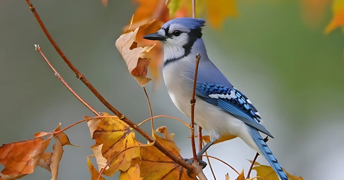 Blue Jay Spiritual Meaning