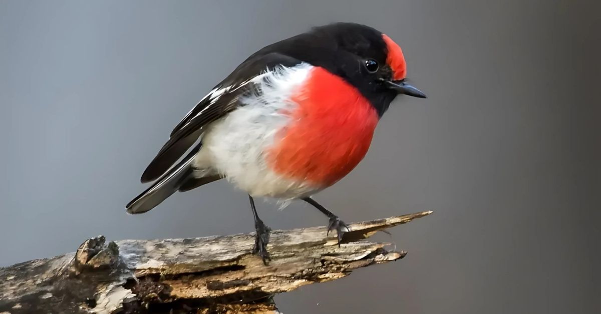 What is the Spiritual Meaning of a Robin?
