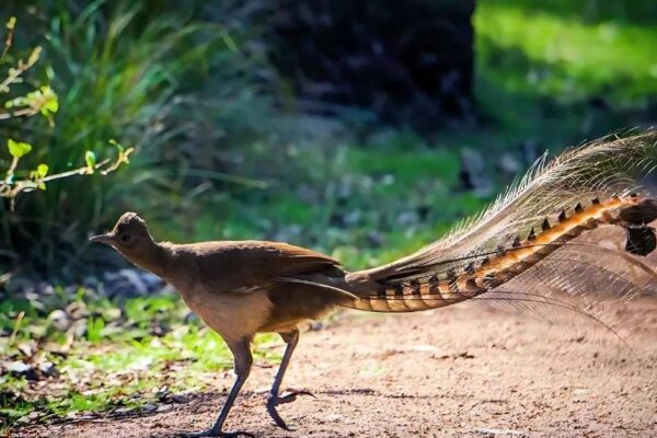 Birds with Long Tails