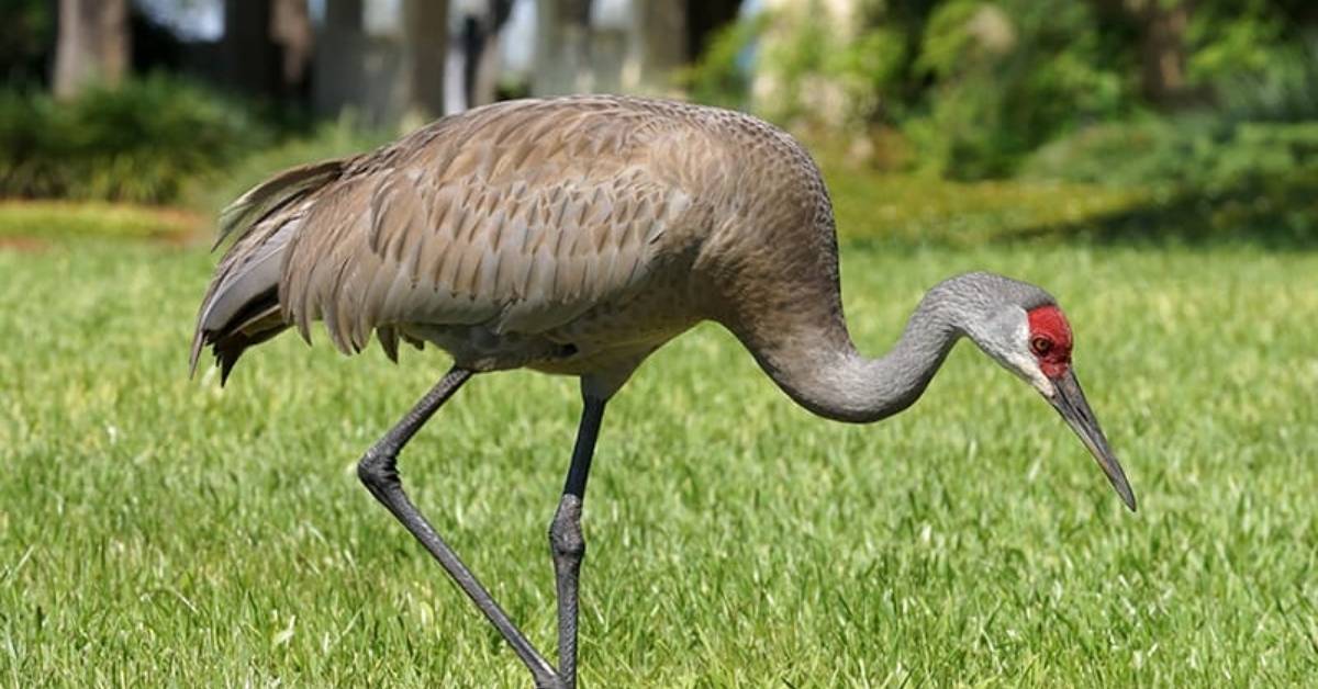 Longevity and Loyalty in Crane Partnerships