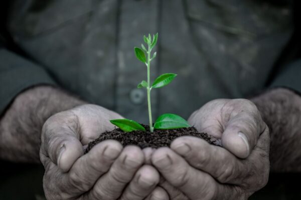 Tree of Life Spiritual Meaning