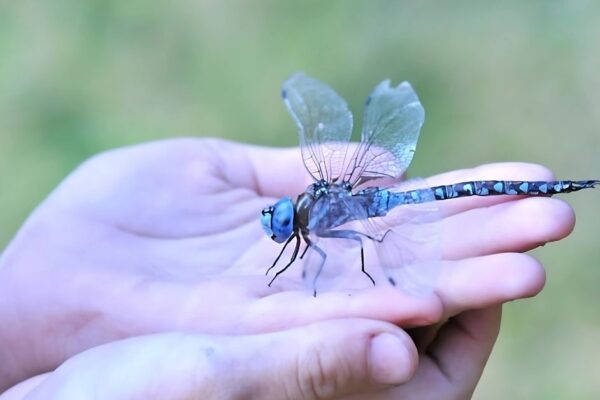 Dragonfly Spiritual Meaning
