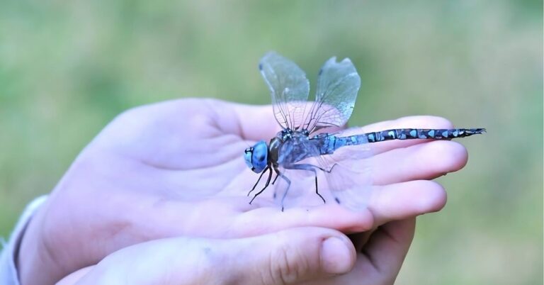 Dragonfly Spiritual Meaning