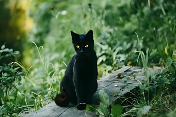 Black Cat Spiritual Meaning
