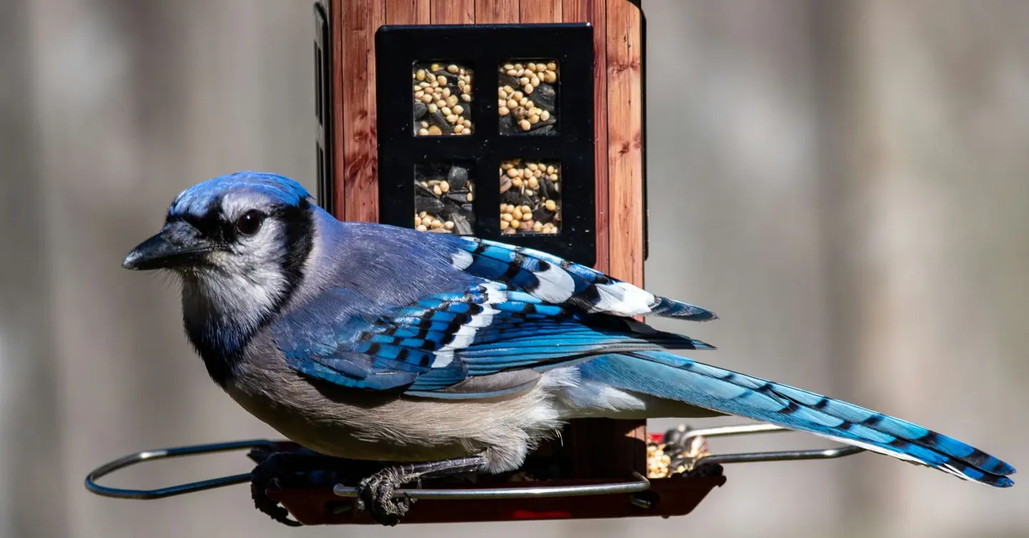 Spiritual Lessons from Blue Jay Visits