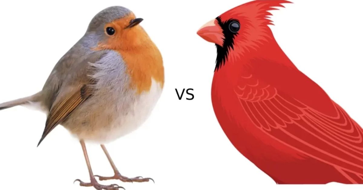 Robin vs Cardinal- Nesting Habits