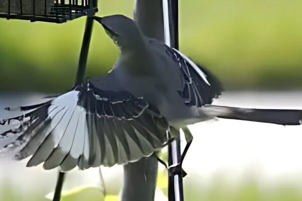 How To Keep Mockingbirds Away From Feeders